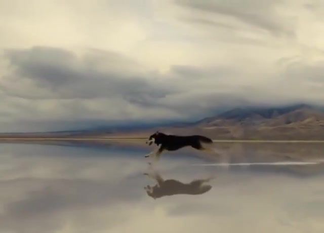 Run for life, dog, nature, mountain, lake, reflection, nature travel.