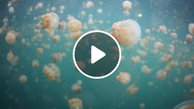 Jellyfish lake, adventure, music, canon, canon 5d mark ii, cool, water, scuba diving, art, snorkeling, snorkel, freediving, palau, jellyfish lake, lake, jellyfish, nature travel. #1