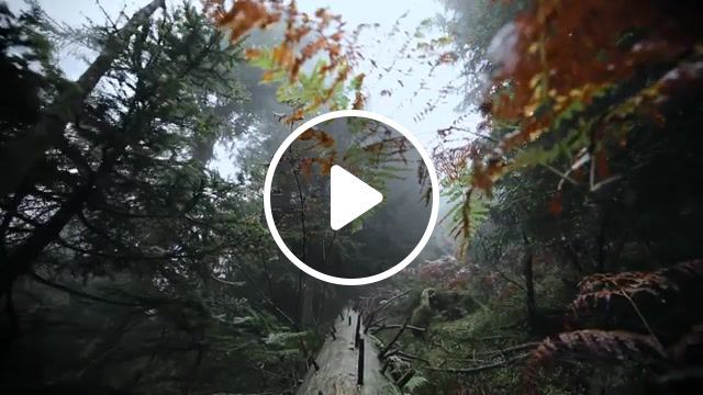 Live, simon, travel, black forest, dji phantom 2, fall, autumn, forest, black and white, the misty mountains cold, hobbit, nature, beautiful, nature travel. #0