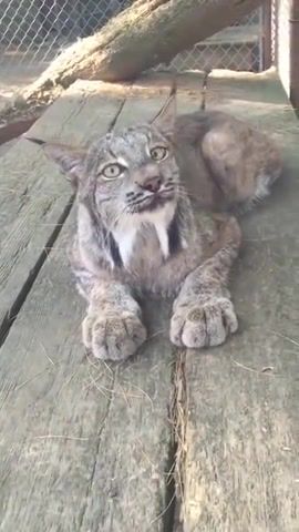 Lynx meowing, Lynx, Nature Travel