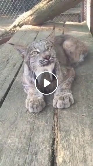 Lynx meowing