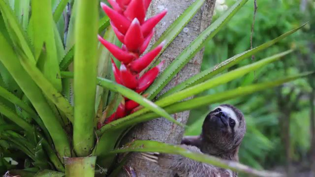 Road to peru, peru, machu picchu, 4k, ultra hd, devinsupertramp, devin graham, tour, amazon rainforest, amazon, epic, scenery, panama, elton luz, nature, peaceful, jungle, tribes, sloths, village, nature travel.