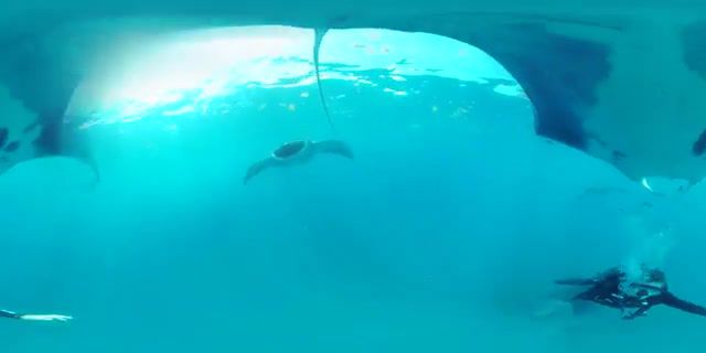 Sea waltz, animals, giant rays, sea creatures, scuba diving, ocean 360, manta rays, 4k, youtube 360, discovery communications, 360 degrees, discovery virtual reality, discovery channel, discovery vr, virtual reality, 360, nature travel.