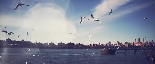 Seagulls, Nature Travel