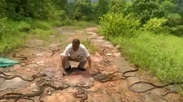 Snake charmer, Nature Travel