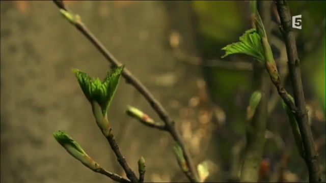 Spring, spring, nature, music, waxfang, flowers, timelapse, life, nature travel.