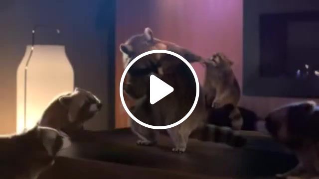By the way, the raccoons are back, raccoons, mashups, effv, hybrids, animals, ace ventura pet detective, ace ventura, jim carrey, funny, dance, mashup. #0