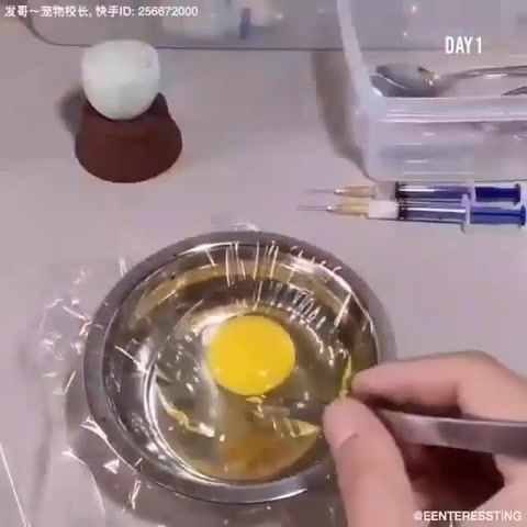 Growing a in an open egg, science, technology, science technology.