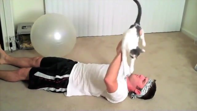 Workout, cats, big cats, try not to laugh, cat compilation, funny, cat, compilation, cats big and small are always funny, funny cat compilation, best cats, funniest cats, funny cats, so funny you will die laughing, so funny, funny cats compilation, tiger, the funniest most humorous cat, cats are simply the funniest, all cats are super cute, sports.