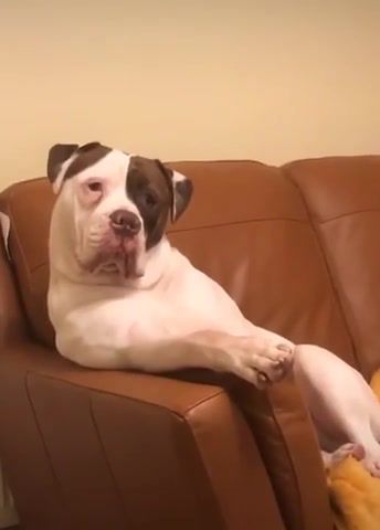 Dogs, Dmx, Dogs Out, Rap, Hip Hop, Chill, Like A Boss, Thug Life, Dank Memes, Animals Pets. #2
