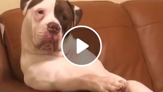 Dogs, Dmx, Dogs Out, Rap, Hip Hop, Chill, Like A Boss, Thug Life, Dank Memes, Animals Pets. #0