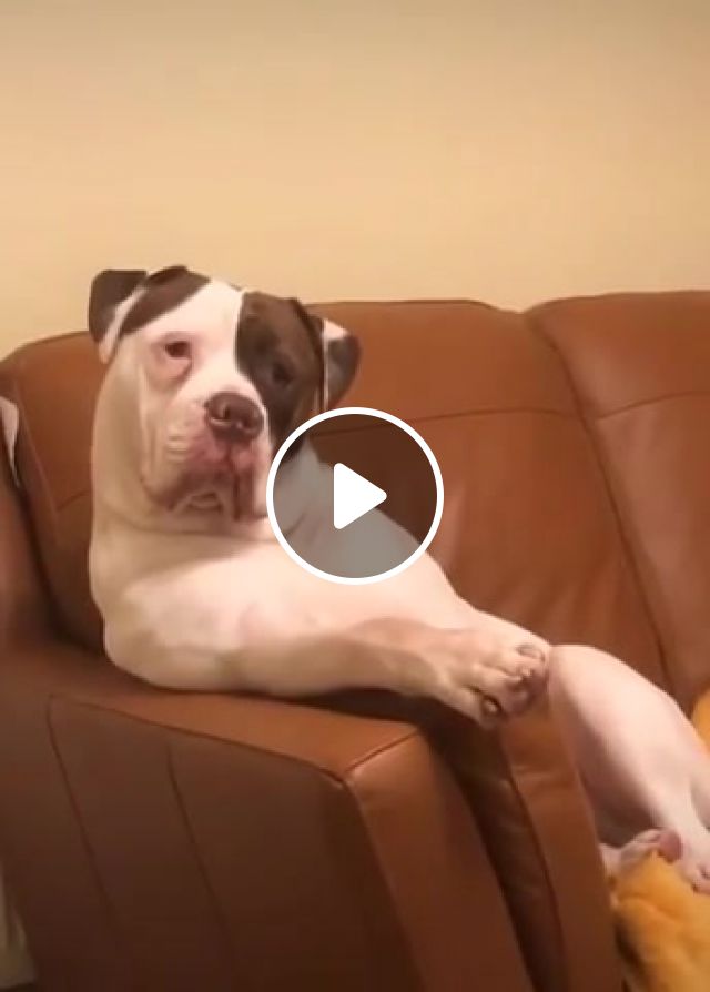 Dogs, Dmx, Dogs Out, Rap, Hip Hop, Chill, Like A Boss, Thug Life, Dank Memes, Animals Pets. #1