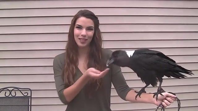Hello, Talking Raven, Funny, Raven Talking, Birds Talking, Funny Animals, Bird, Raven