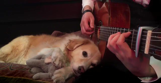 Solo Guitar, Dog, Life Is A Tough Thing, Av, Best, Music, Guitar.