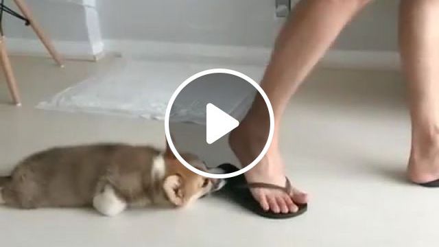 Beemo Corgi, Mood, Instagram, Music, Undertale Sans, Sans, Sans Music, Corgi, Dog, Funny Dog, Funny Songs, Funny Dogs, Fun, Funny Moments, Funny, Corgi Dog, Corgi Puppy, Dog Meme, Pet, Pets, Animals, Animals Funny, Of The Day, Mood Day, Mood Night, Mood Music, Mood Of The Day, Mood Everyday, Dr Xlebyshek, Animals Pets. #0