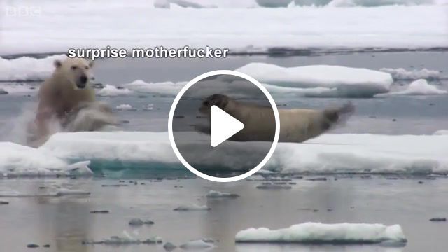 Motherer, Bye, Good, Cold Water, Bear, Ice, Seal. #0