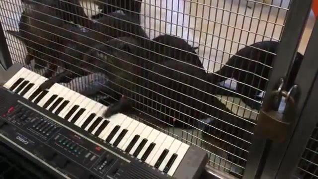 Astronomia from otters - Video & GIFs | otters are funny,otters play,otters play music,otters play a melody,otters,otters play a synthesizer,otters play a synthesizer in the zoo,otters play music in honor of the holiday,coff,coffin dance,coffin dance meme,coffin dance music,astronomia