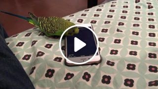 Talking bird activates Siri on the iPhone by saying Hey Siri