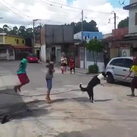 Dog plays jump rope with kids, Dog Plays Jump Rope With Kids