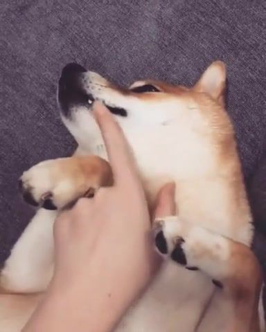 What are you doing, Doge, Dog, Eyes, Shocked, Amazed, Snoot, Boop, Tooth, Creme, Floor, The, On, Lying, Scratch, Shiba Inu, Doing, You, Are, What