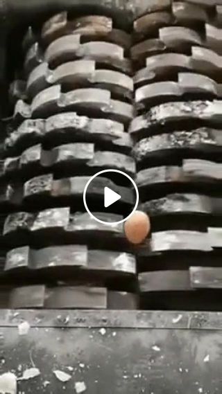 Egg alive