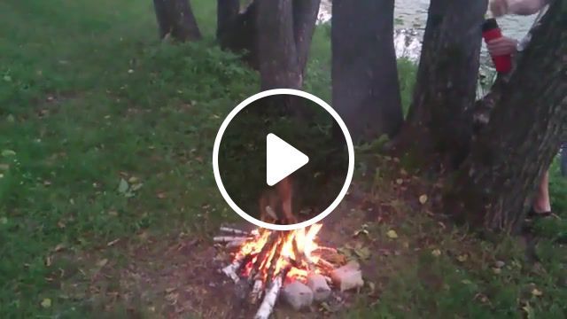 How to stop the campfire, funny moments, lol, fire, explosion, stupid, meme, tobecontinued, directed by robert b weide, firesting, fire extinguisher, science technology. #0