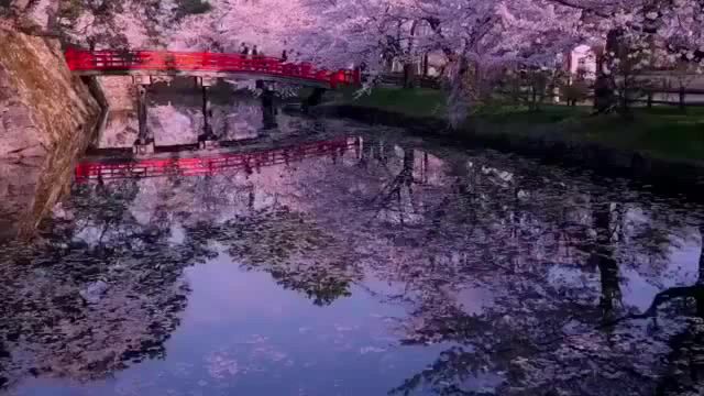 Cherry blossom, cherry blossom, japan, spring, pink, nature, beauty, dreamland, henry mancini, trees, cherry tree, flowers, nature travel.