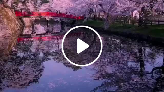 Cherry Blossom. Cherry Blossom. Japan. Spring. Pink. Nature. Beauty. Dreamland. Henry Mancini. Trees. Cherry Tree. Flowers. Nature Travel. #0