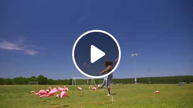 Flamingo Fighter. Nature Travel. #0
