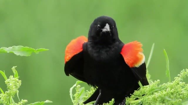 Red Winged Blackbird. Songbirds. Birds. Birdwatching. Musicofnature Org. The Music Of Nature. Lang Elliott. Birding. Bird Behavior. Bird Song. Bird. Blackbird. Red Winged Blackbird. Nature Travel.