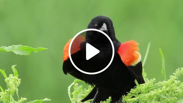 Red Winged Blackbird. Songbirds. Birds. Birdwatching. Musicofnature Org. The Music Of Nature. Lang Elliott. Birding. Bird Behavior. Bird Song. Bird. Blackbird. Red Winged Blackbird. Nature Travel. #0