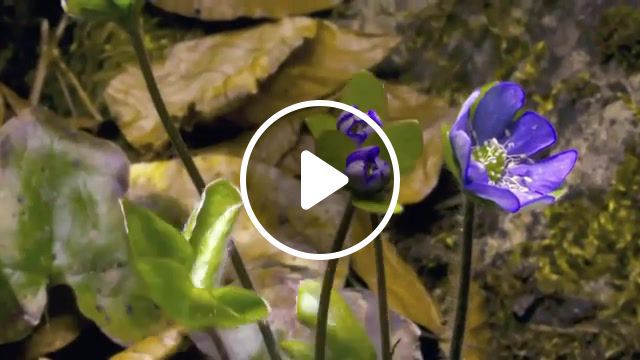 Spring is coming, snowdrop, nature, gr, spring, spring is coming, time lapse, forest, nature travel. #0