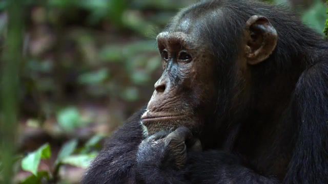 Thinking Chimpanzee. Thinking. Contemplation. Meditation. Sezullive. Monkey. Earth. Jungle.