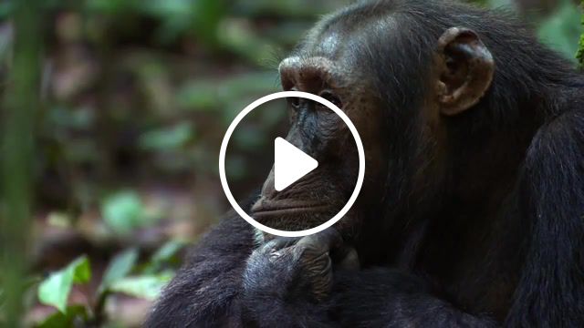 Thinking Chimpanzee. Thinking. Contemplation. Meditation. Sezullive. Monkey. Earth. Jungle. #1