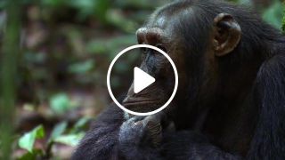 Thinking Chimpanzee