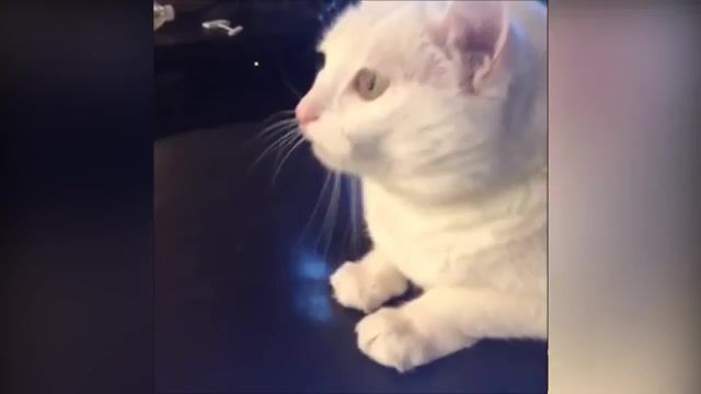 Grind'n'Cats - Video & GIFs | grindcore,brutal death,moldova,grind,death,metal,underground,need4speed,needforspeed,cats dancing to music funny cat dance compilation,funny cat,funny,cat,cat compilation,cat dancing,dance,dancing,cute,cute cat compilation,cat fails,cat vines,cat meowing,cat vs dog,cat cucumber,cat crying,try not to laugh,challenge,funny cats compilation,cute kitten,cat sining,cat singing,funy cat,cat montage,cat rhianna,cat asian,cat drake,dancing cat,dancing cats,danceing cat,danceing cats,the best dancing cats,funny daning cats compilation,cat animal,cats,kitten,animal,kitty,pets,animal organism clification,ever,wiggle,best,meow,cuteness overload,crazy,pet,music,jackson,funny cats,the best cat dancing,cats compilation,best cat,funny cats and nice fish,funny animals,funny animal