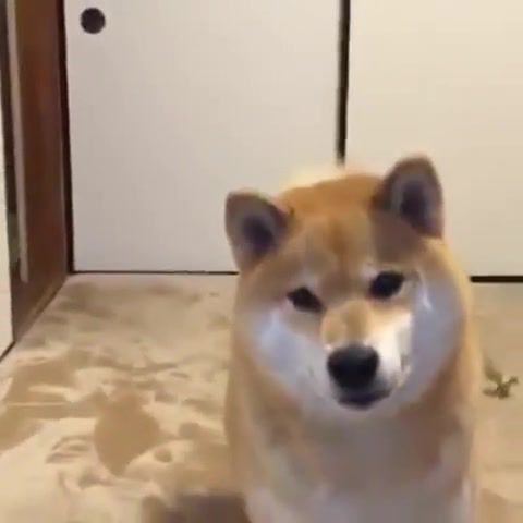 How dare you to throw my fish, angry, stone face, throwing, master, to, fish, bringing, shiba inu, doge.