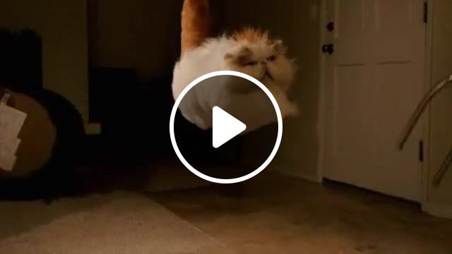 Ordinary life of cats, animal planet, ani, compilation, cats, funnyvine, new, aaron, pet, funnyvines, vines, funny, best, vine, cat, michael, cute, sneaky, plate, vegetables, animals, aarons, aaronsanimals, aaron's animals. #0