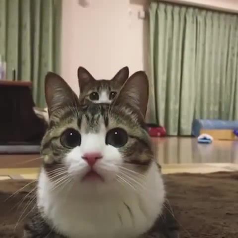 Peek a Boo - Video & GIFs | cat pet,animals pets