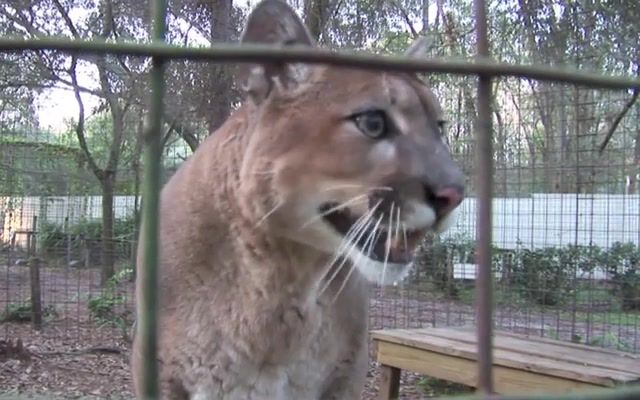 Bmw wow, hiss, snarl, purring, panthers, pumas, leopards, lions, tigers, cats, big, sanctuary, tampa, florida, funny, cute, talking, big cat rescue, mountain lion, cougar, tree, forest, latvia, crash, bmw, mashup.