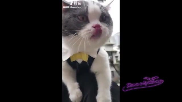 Can Cats Talk Like Humans, This Cat Can Speak English, Can Cats Speak, Can Cats Talk, Talking Cat, Mashup, Cats, Funny Cats