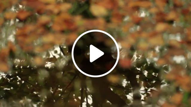 Autumn park, ambient, drone, post rock, how to disappear completely, park, somnam, nature, leaves, autumn, nature travel. #0