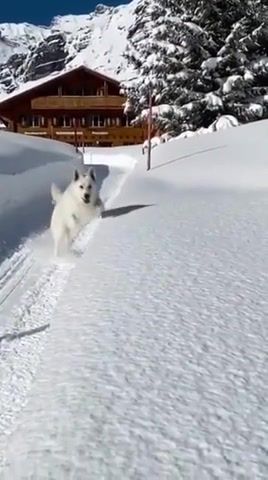 Dog and snow, dogs snow, snow, dogs, 202, winter, songs, nf, ins, eu, uk, a, hot, bka, tik, happy, trend, whitedogs, laika, nature travel.