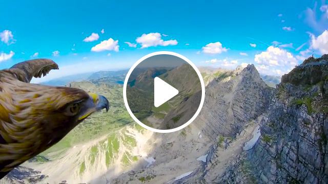 Eagle's eyes in the alps, pov, breathtaking flying, alps, eagle, nature travel. #0