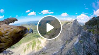 Eagle's Eyes in the Alps