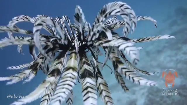 Feather starfish in blue lagoon, feather, feathers, feather star, starfish, feather starfish, crinoid, blue lagoon, atlantis, atlantic, dune atlantis, paul pritchard, city of gl, paul pritchard city of gl, sea, sea creatures, unknown, nature, beautiful nature.