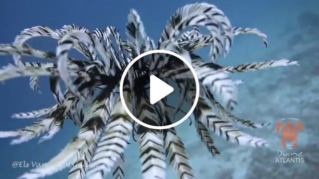 Feather starfish in blue lagoon, feather, feathers, feather star, starfish, feather starfish, crinoid, blue lagoon, atlantis, atlantic, dune atlantis, paul pritchard, city of gl, paul pritchard city of gl, sea, sea creatures, unknown, nature, beautiful nature. #0
