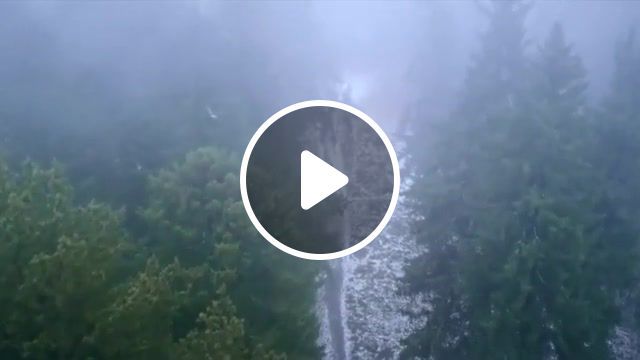 Foggy forest, lullaby of woe, music, drone, natgeo, national geographic, nature, forest, fog, nature travel. #0
