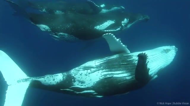 Humpback Whales, Animals, Pacific Ocean, Ocean, Nature, Epic, South Pacific, Scuba Diving, Underwater, Marine Life, Whales, Humpback Whale, Music, Relax, Nature Travel
