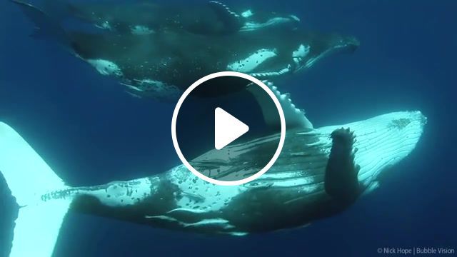 Humpback whales, animals, pacific ocean, ocean, nature, epic, south pacific, scuba diving, underwater, marine life, whales, humpback whale, music, relax, nature travel. #0